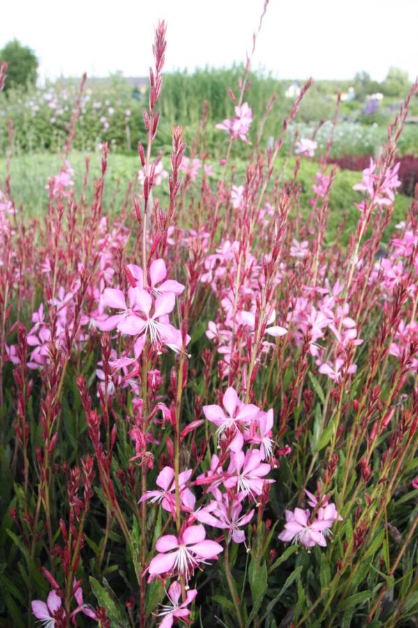 Gaura lindheimeri Flamingo Pink Prachtkerze