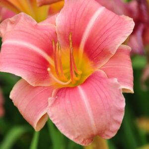Hemerocallis Hybr. Pink Damask Taglilie