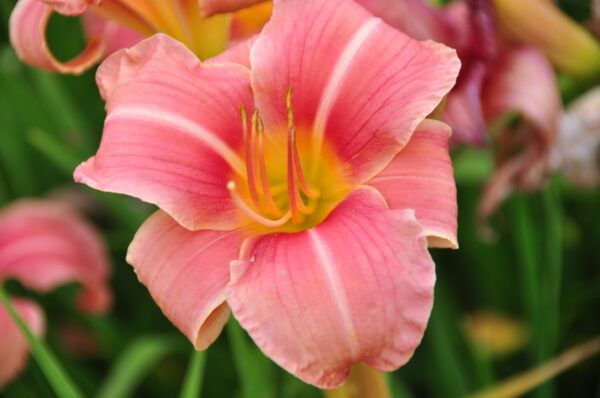 Hemerocallis Hybr. Pink Damask Taglilie