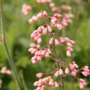 Heuchera Hyb. Strawberry Swirl  Grünes Purpurglöckchen