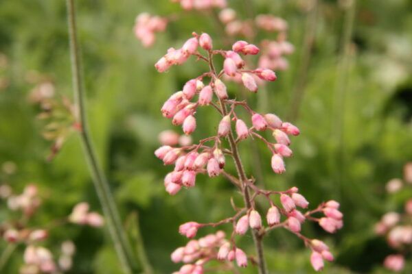 Heuchera Hyb. Strawberry Swirl  Grünes Purpurglöckchen