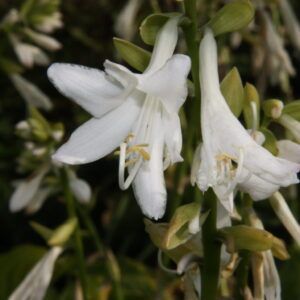 Hosta plantaginea Royal Standard Weißblühende- Lilien-Funkie