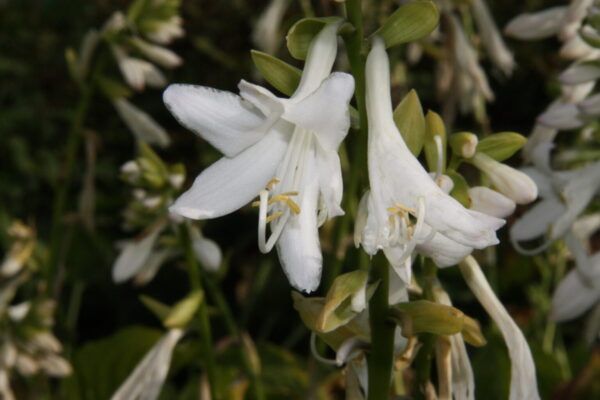 Hosta plantaginea Royal Standard Weißblühende- Lilien-Funkie