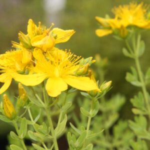 Hypericum perforatum Echtes Johanniskraut