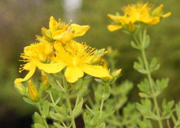 Hypericum perforatum Echtes Johanniskraut
