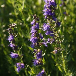 Hyssopus officinalis Ysop