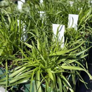 Plantago coronopus Hirschhorn - Wegerich