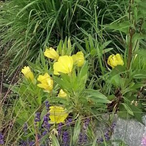 Oenothera macrocarpa Missouri - Nachtkerze