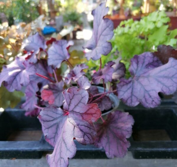 Heuchera micrantha Plum Pudding  Purpurglöckchen – Bild 2