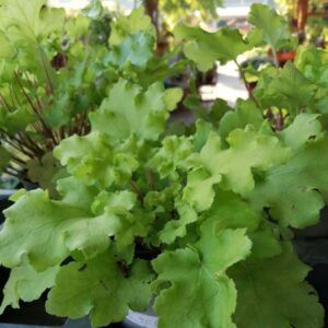 Heuchera Hyb. Lime Marmelade Purpurglöckchen