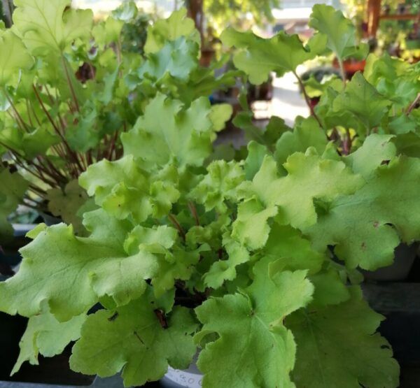 Heuchera Hyb. Lime Marmelade Purpurglöckchen