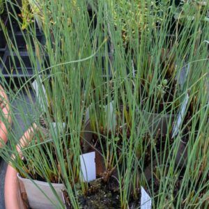 Juncus inflexus Blaugrüne Binse
