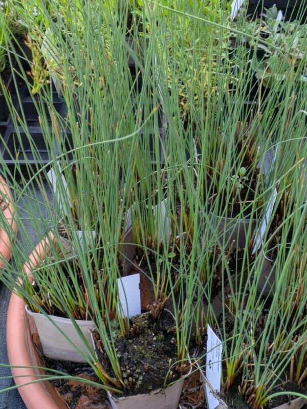 Juncus inflexus Blaugrüne Binse