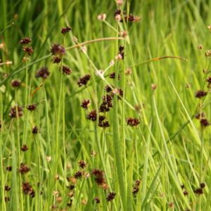 Juncus ensifolius Schwertblättrige Binse