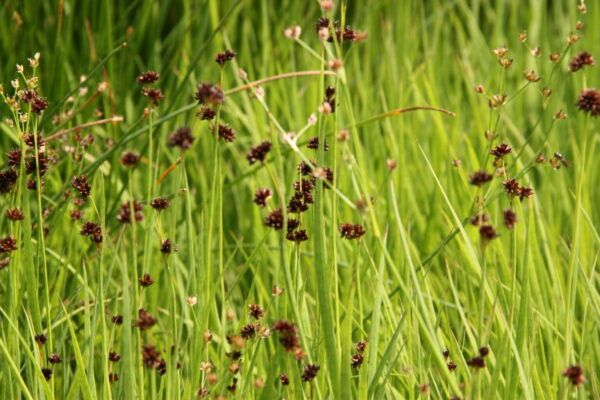 Juncus ensifolius Schwertblättrige Binse