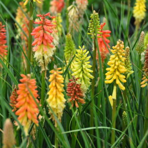 Kniphofia uvaria Flamenco Fackellilie