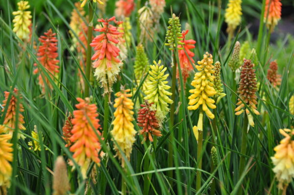 Kniphofia uvaria Flamenco Fackellilie