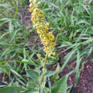 Verbascum nigrum Schwarze Königskerze