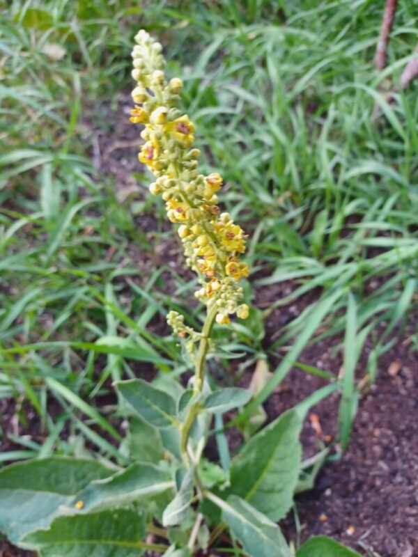 Verbascum nigrum Schwarze Königskerze