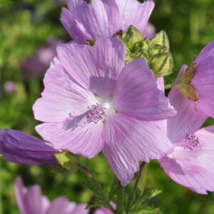 Malva moschata Moschusmalve