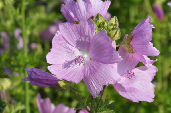 Malva moschata Moschusmalve