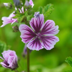 Malva sylvestris Wilde Malve