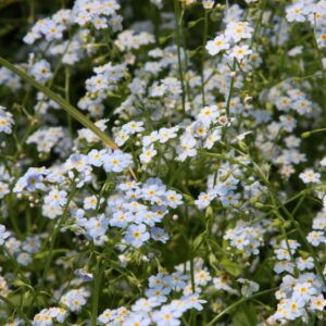 Myosotis palustris Sumpf - Vergißmeinnicht