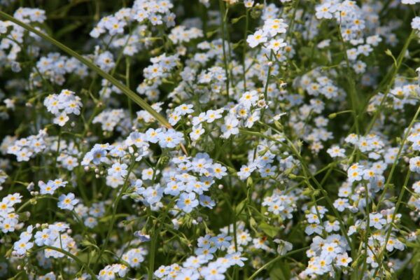 Myosotis palustris Sumpf - Vergißmeinnicht
