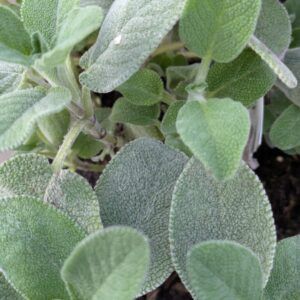 Salvia officinalis Echter Salbei