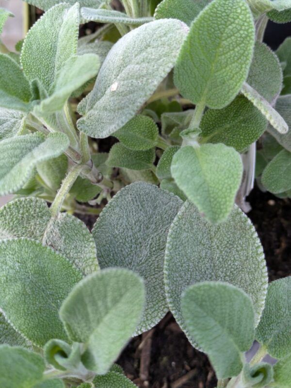 Salvia officinalis Echter Salbei