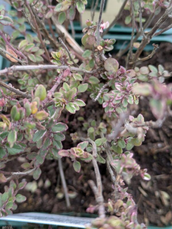 Thymus x citriodorus Silver Queen  Thymian – Bild 2