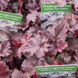 Heuchera micrantha Plum Pudding  Purpurglöckchen