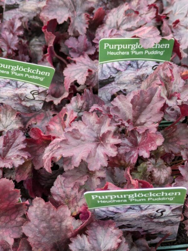 Heuchera micrantha Plum Pudding  Purpurglöckchen