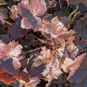 Heuchera micrantha Palace Purple  Purpurglöckchen