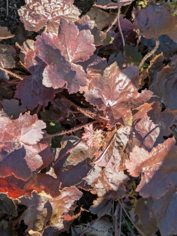 Heuchera micrantha Palace Purple  Purpurglöckchen