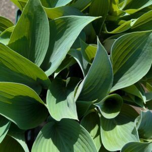 Hosta x tardiana Halcyon Graublaue Funkie