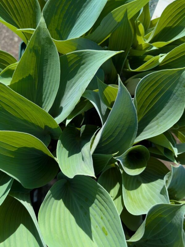 Hosta x tardiana Halcyon Graublaue Funkie