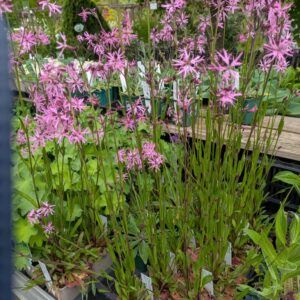 Lychnis flos cuculi Kuckucks - Lichtnelke