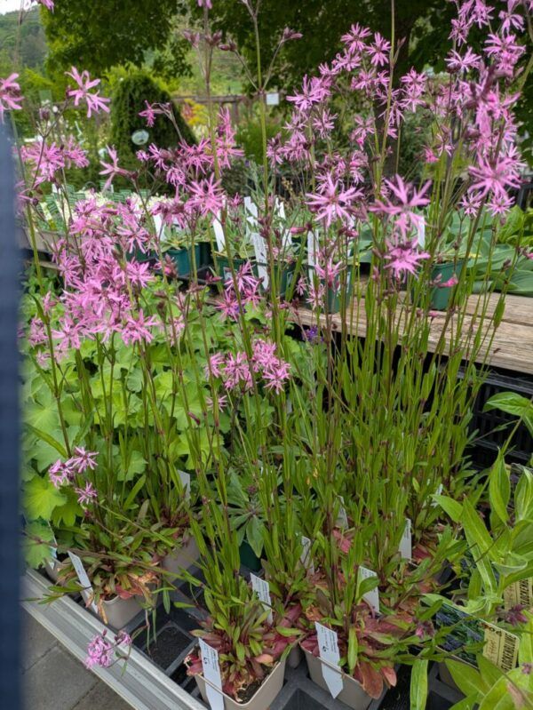 Lychnis flos cuculi Kuckucks - Lichtnelke