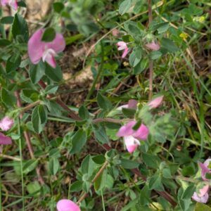 Ononis spinosa Dornige Hauhechel