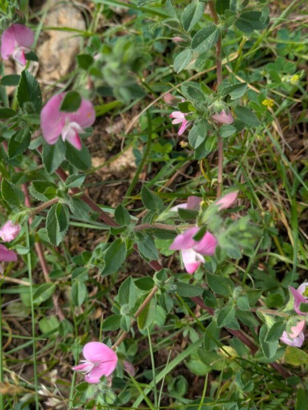 Ononis spinosa Dornige Hauhechel