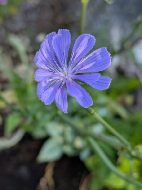 Cichorium intybus Wegwarte – Bild 3
