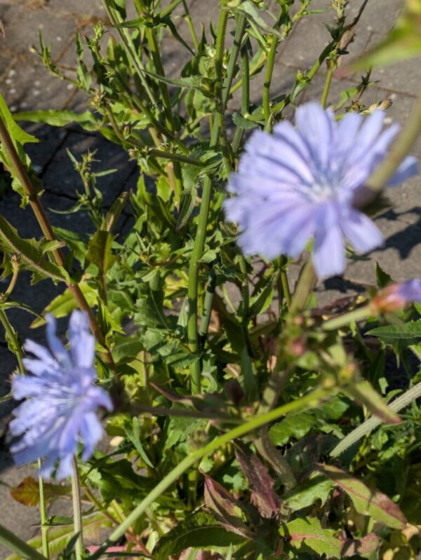 Cichorium intybus Wegwarte – Bild 2