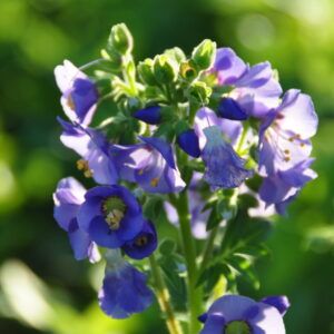 Polemonium caeruleum Jakobsleiter