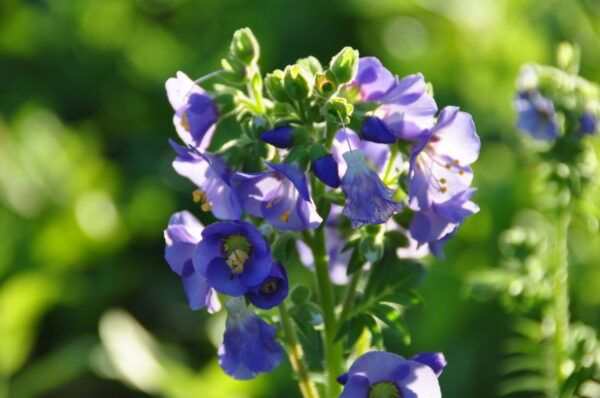 Polemonium caeruleum Jakobsleiter