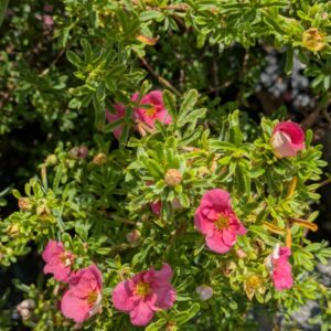 Potentilla fruticosa Bellissima Fingerstrauch