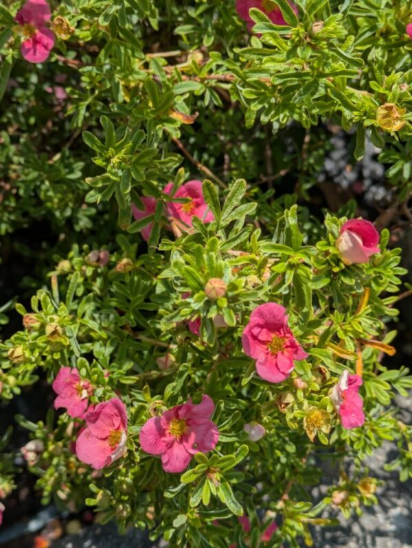 Potentilla fruticosa Bellissima Fingerstrauch
