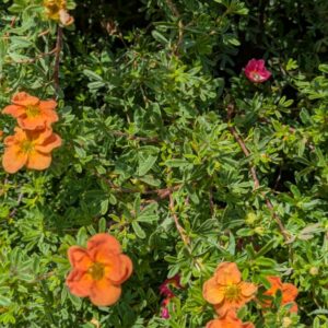Potentilla fruticosa Red Ace Fingerstrauch