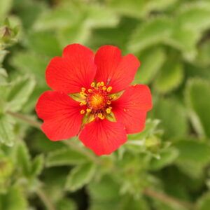 Potentilla atrosanguinea Blutrotblühendes Fingerkraut