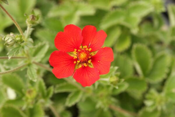 Potentilla atrosanguinea Blutrotblühendes Fingerkraut